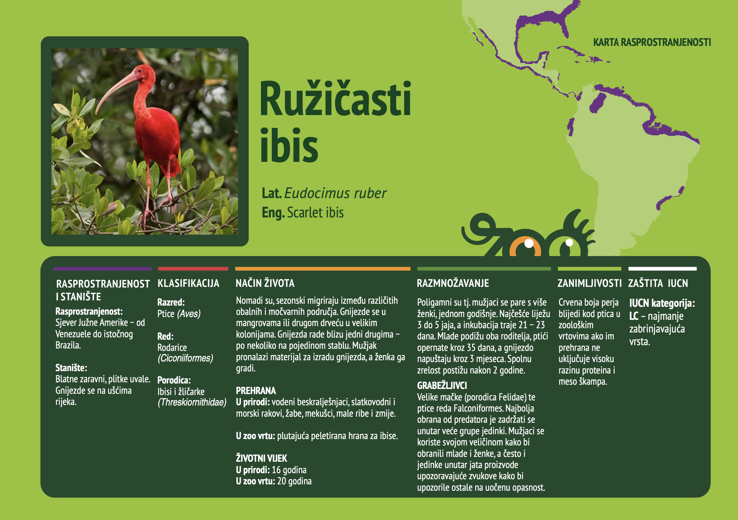 Ružičasti ibis